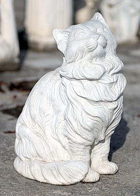 Gatto Siamese