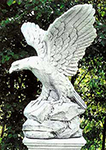 Aquila reale
