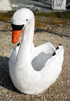 Cigno collo alto