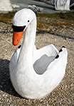Cigno